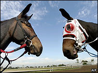 Mule clones Idaho Star (L) and Idaho Gem (R)